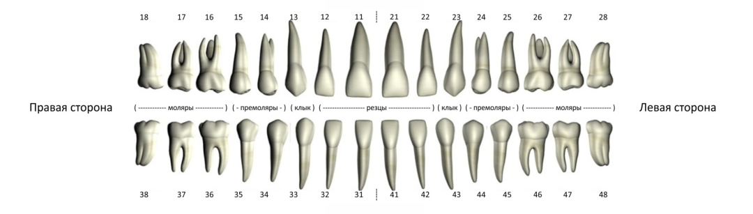 зубы верхней и нижней челюсти