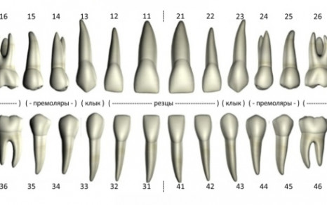 Зубная формула в практике стоматолога